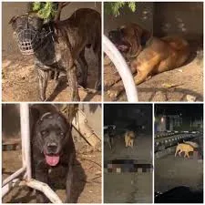 Police Seize Dogs After Fatal Attack on Security Guard in Lagos Estate