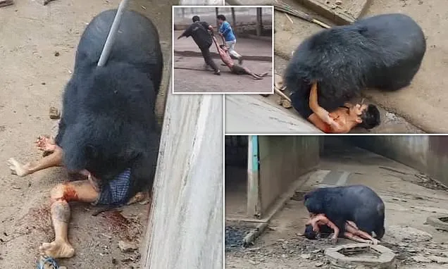 Shocking Zoo Incident: Guest Mauled After Provoking Bear with Rice [Photos]