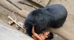 Shocking Zoo Incident: Guest Mauled After Provoking Bear with Rice [Photos]