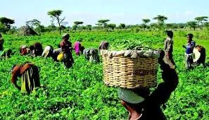 Tragic Attack in Ebonyi: Seven Farmers Killed in Community Violence