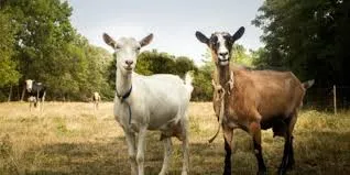 Goats Instead of Apology: The Doctor's Peculiar Breakup Settlement