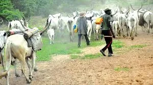 Herdsmen Allegedly Decimate Five-Hectare Rice Plantation in Ogun