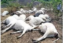 Police Take Action: Man Arrested for Allegedly Poisoning Cows in Ogun