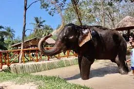 Tragic Incident: 22-Year-Old Tourist Killed by Elephant in Thai Sanctuary While Accompanied by Boyfriend